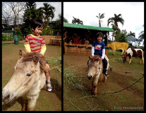 pony-rides